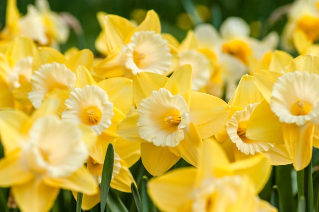Frühlingserwachen in der Woche vor der Karwoche